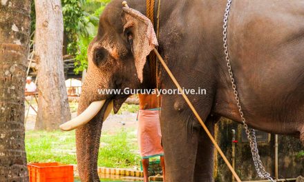 Guruvayoor Devaswom Elephants