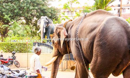 വേനലവധിക്ക് മാറ്റ്കൂട്ടുവാൻ ആനക്കോട്ടയും