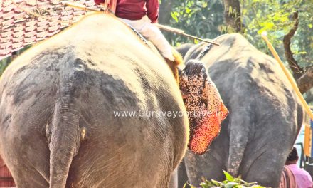 Guruvayoor Elephants