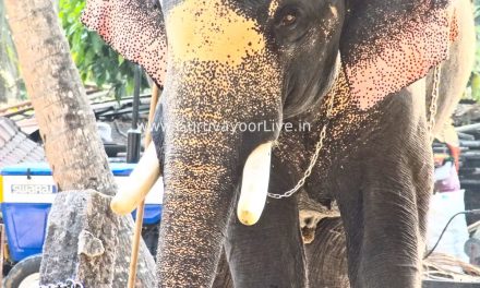 ഓടുവാനൊരുങ്ങി ഗജവീരന്മാർ