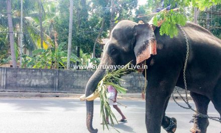 ആനയോട്ടത്തിനൊരുങ്ങി ഗുരുവായൂർ