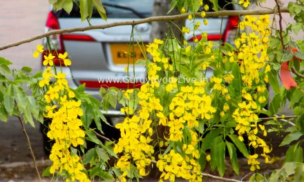വിഷുക്കാലത്തിനു മുൻപേ പൂത്തുലഞ്ഞ് കണിക്കൊന്ന