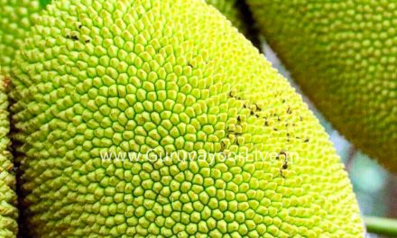 മാമ്പഴത്തിനു വിശ്രമിക്കാം ഇനി ചക്ക