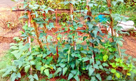 ഒരുങ്ങാം അവധിക്കാല കൃഷിക്കായി