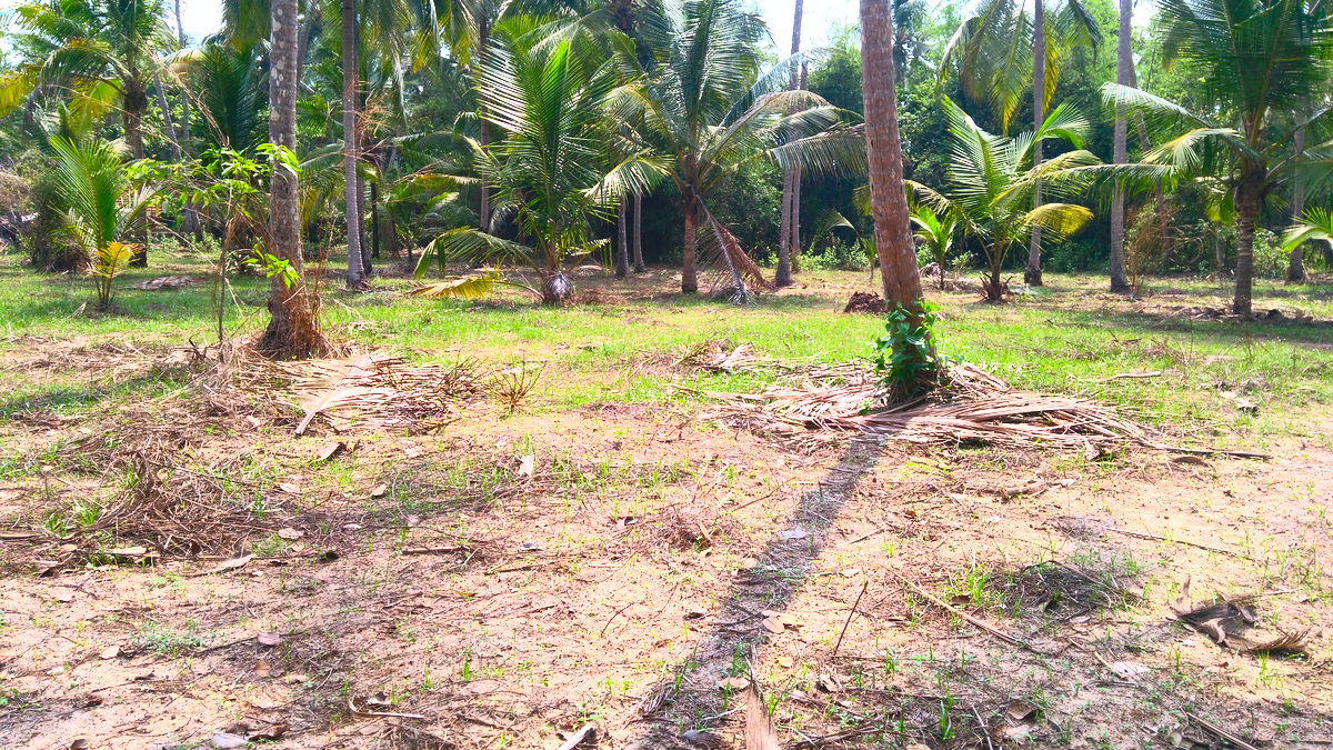 House Plots For Sale Near Mammiyoor