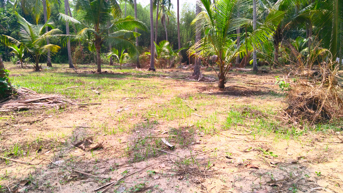 House Plots For Sale Near Mammiyoor