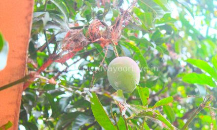 മാമ്പഴക്കാലം…. മാമ്പഴക്കാലം…