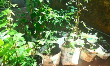 നല്ലൊരു നാളെക്കായി നമ്മുക്കും തുടങ്ങാം ടെറസ്സിലൊരു കൃഷി