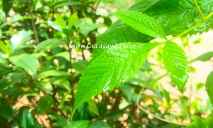 വേനൽ മഴ തുണയായി