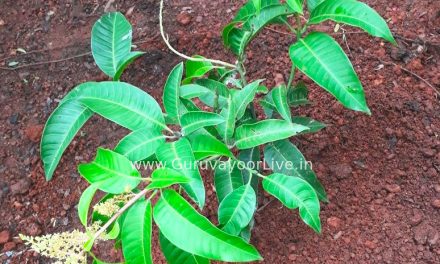 വിത്ത് ശേഖരണം, നാളെയുടെ മുതൽക്കൂട്ട്