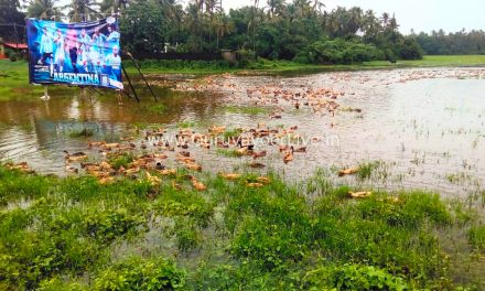 വർഷക്കാലം ഓർമപ്പെടുത്തി താറാവുകൂട്ടം വന്നെത്തി